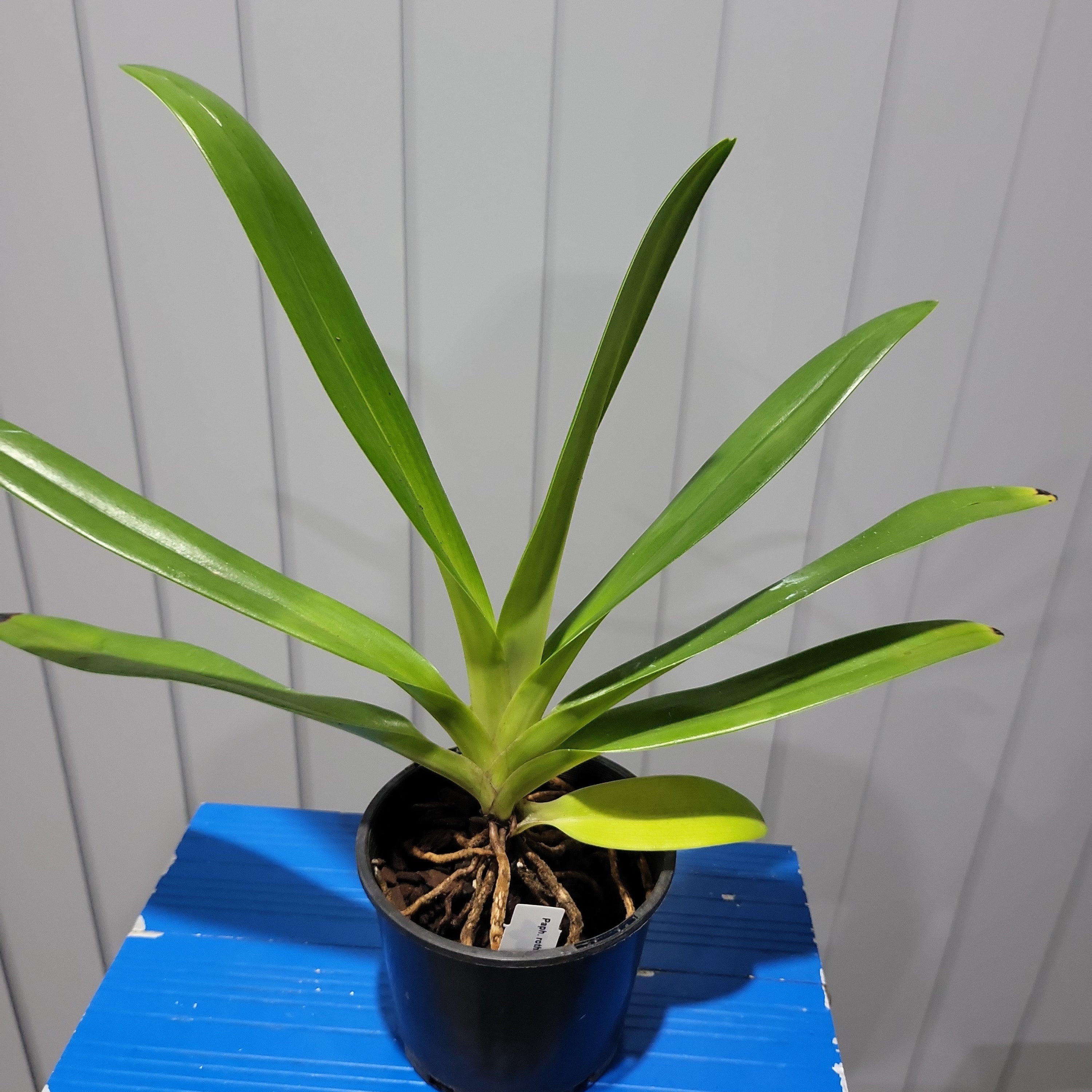 Paph. rothschildianum x sib ( Multifloral ) Secondary image