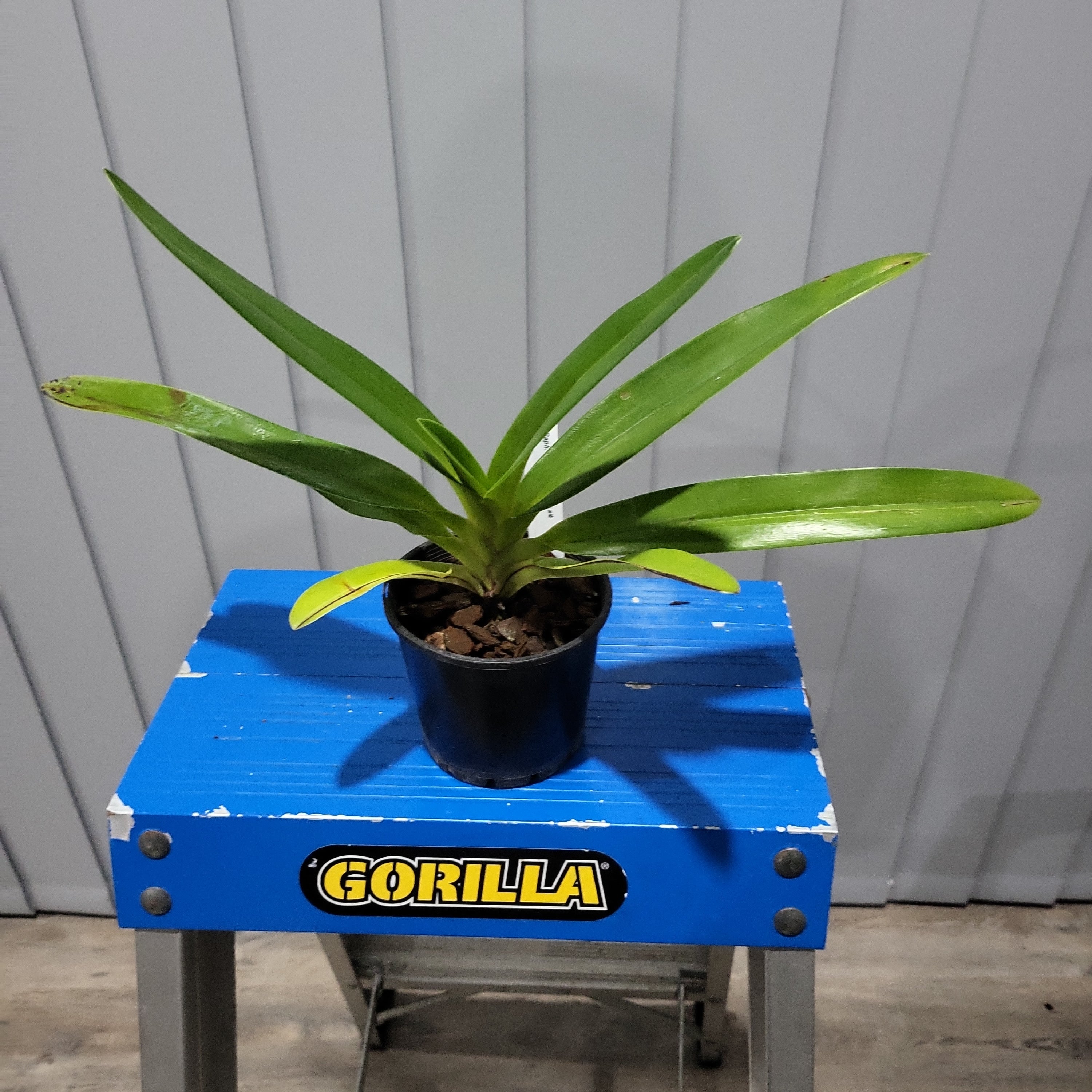 Paph. rothschildianum x sib ( Multifloral ) Secondary image