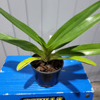 Paph. rothschildianum x sib ( Multifloral )