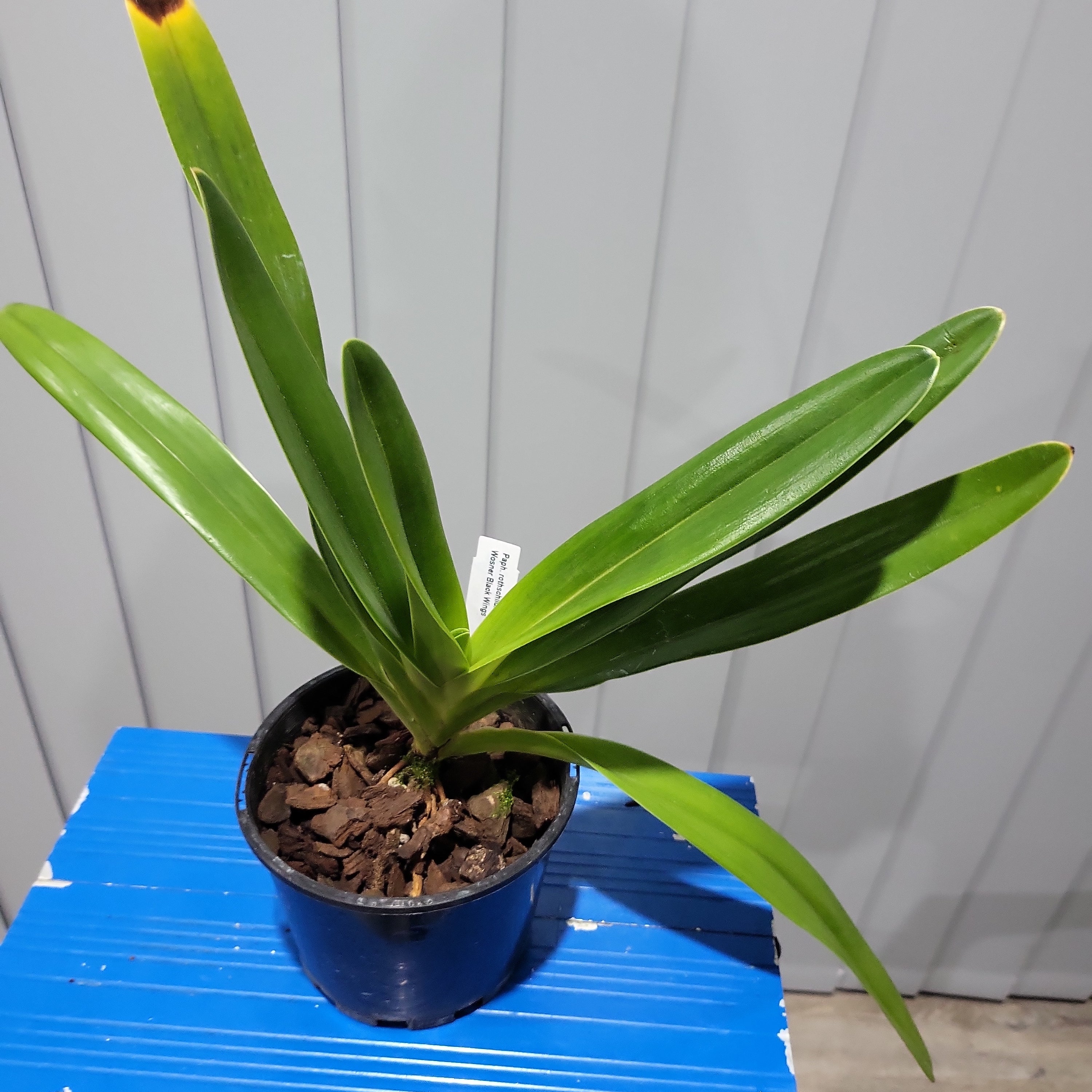Paphiopedilum Wossner Black Wings x rothschildianum Secondary image