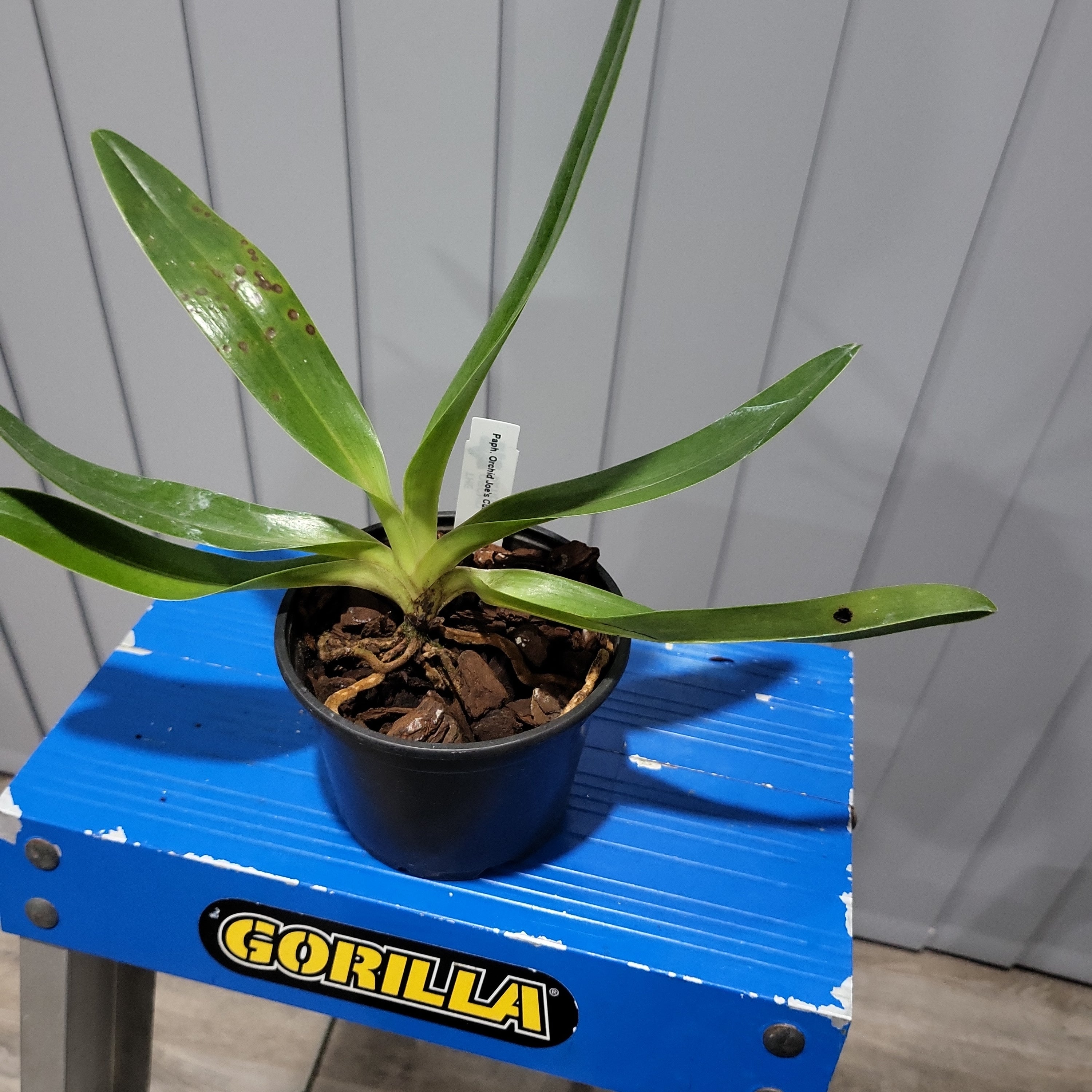 Paph. Orchid Joes Curly Q Jeanies Choice AM/CCM/AOS Secondary image