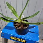 Paph. Orchid Joes Curly Q Jeanies Choice AM/CCM/AOS