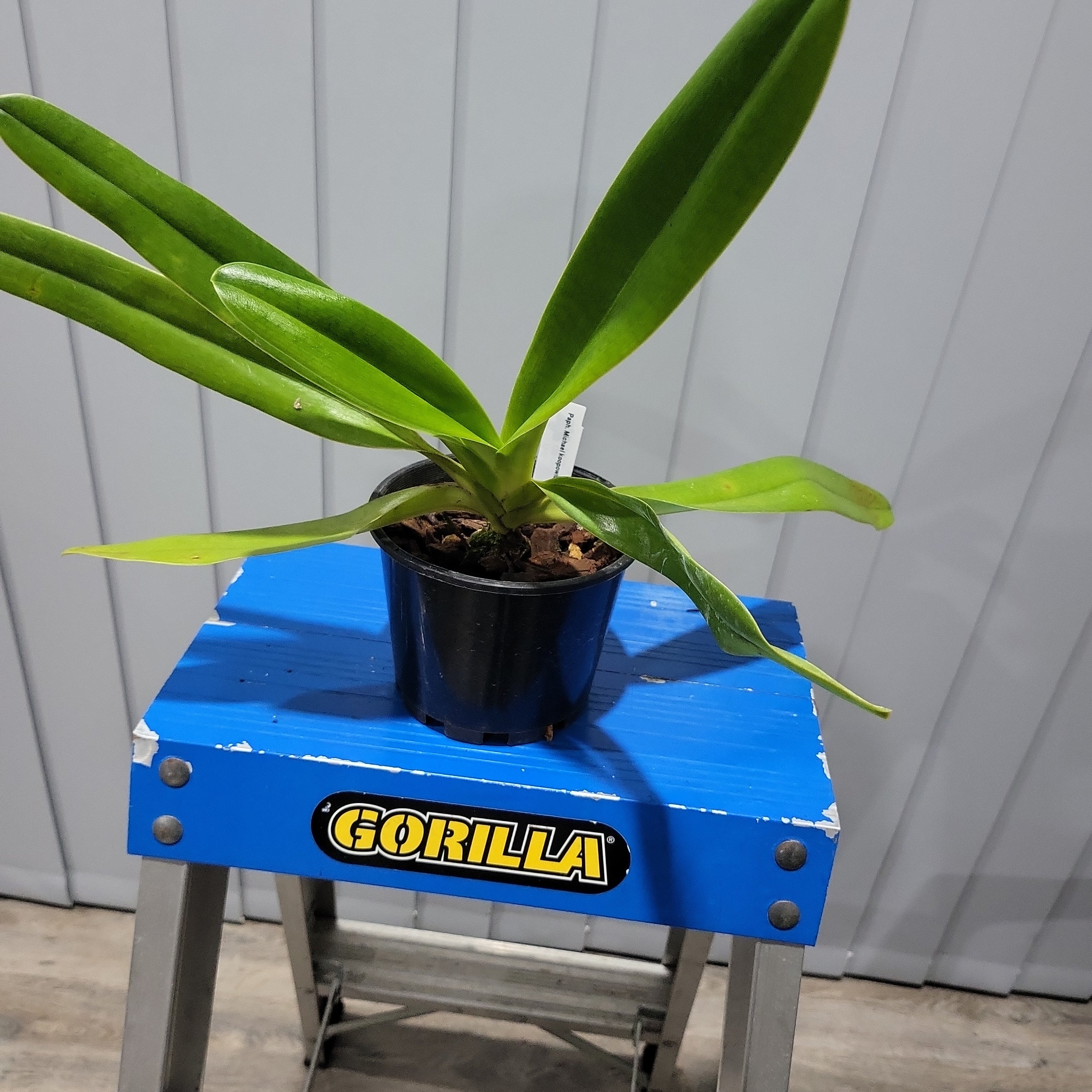 Paph. Michael Koopowitz 'Zephyrus Best' x lowii var. album 'Goldrush' (Multifloral Slipper Orchid)