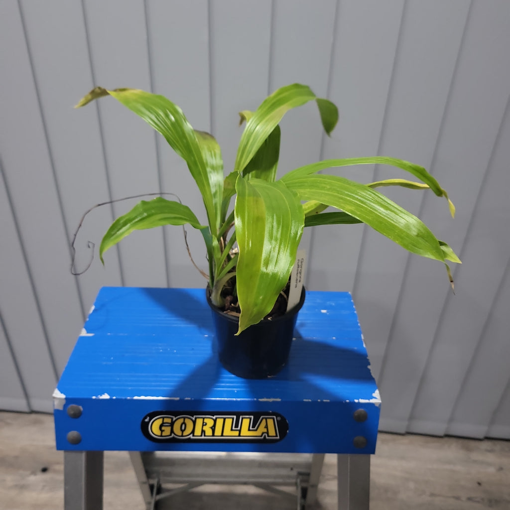 Gongora Rufescens (Fragrant Species)