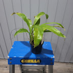 Gongora Rufescens (Fragrant Species)