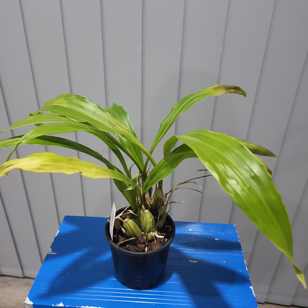 Gongora Rufescens (Fragrant Species)