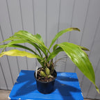 Gongora Rufescens (Fragrant Species)