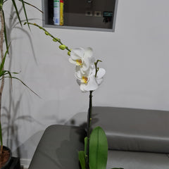 FLOWERING! - Phalaenopsis 'Misty Snow'