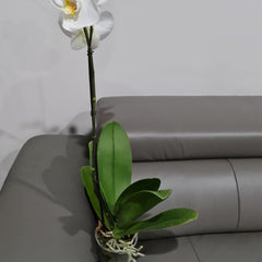 FLOWERING! - Phalaenopsis 'Misty Snow'