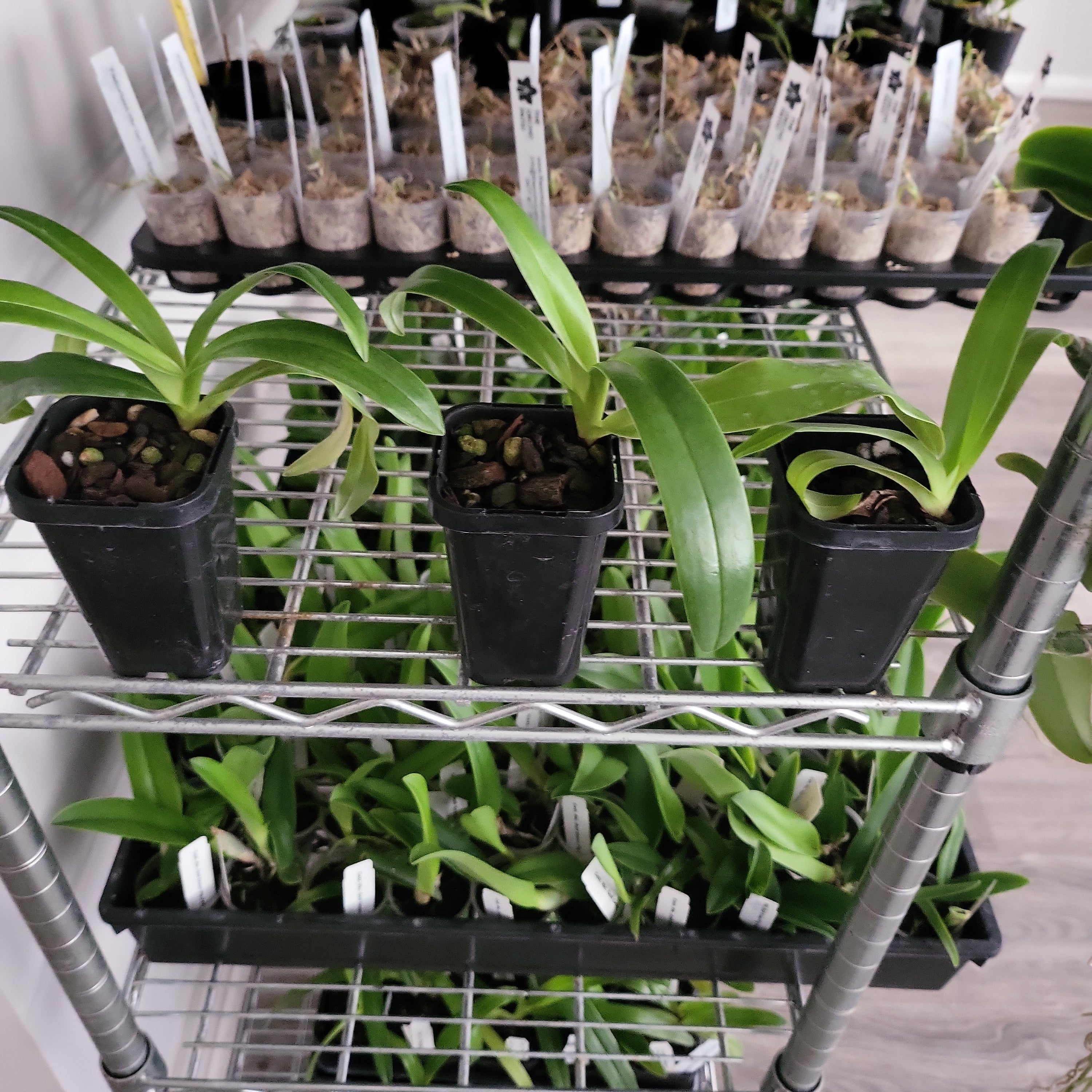 Paphiopedilum Hung Sheng Eagle (rothschildianum x Paph. gigantifolium ) Secondary image