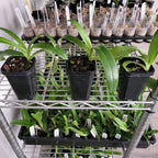 Paphiopedilum Hung Sheng Eagle (rothschildianum x Paph. gigantifolium )