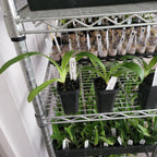 Paphiopedilum Boucles Blondes