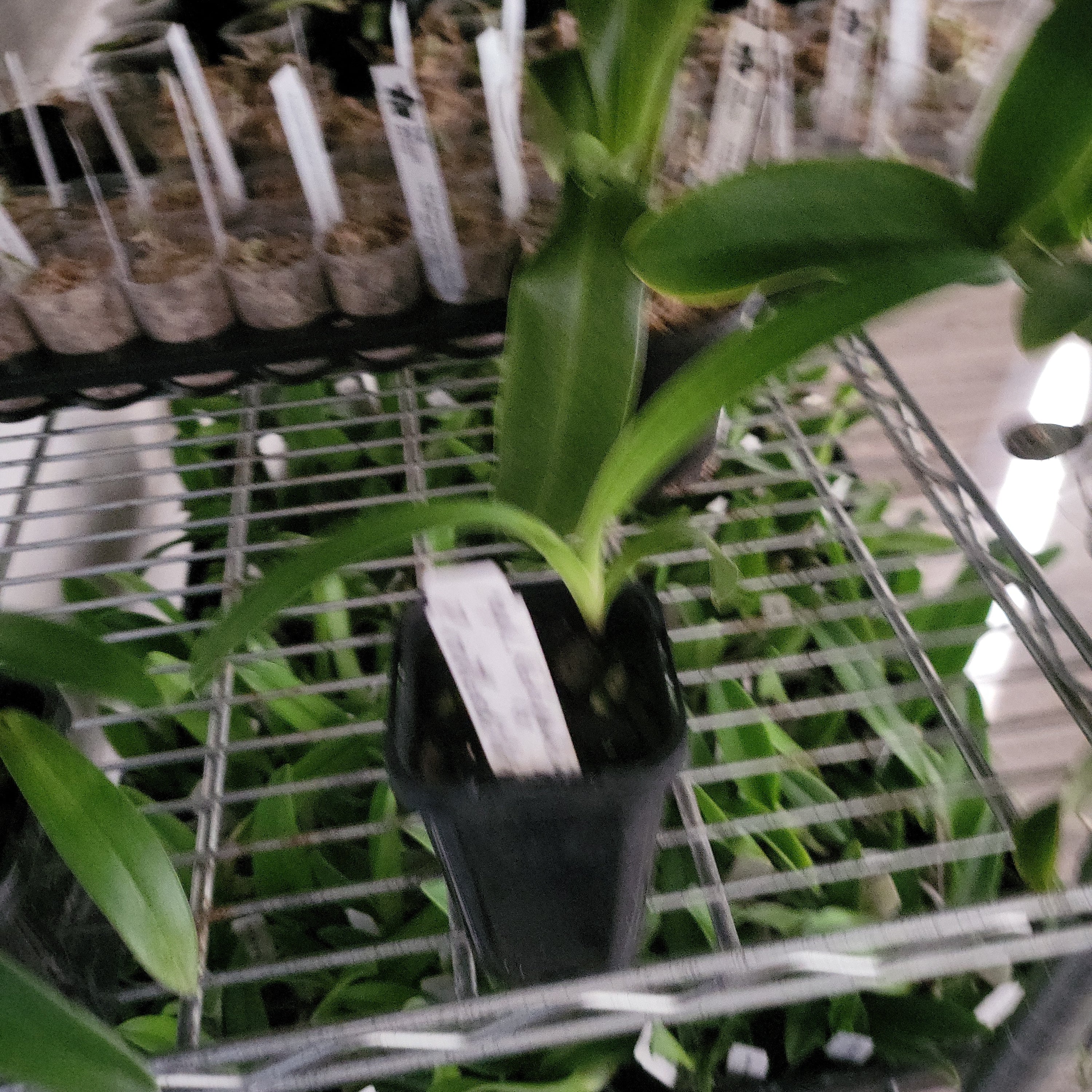 Paphiopedilum Bel Royal (kolopakingii 'Fernbrook' x rothschildianum 'Ranau')
