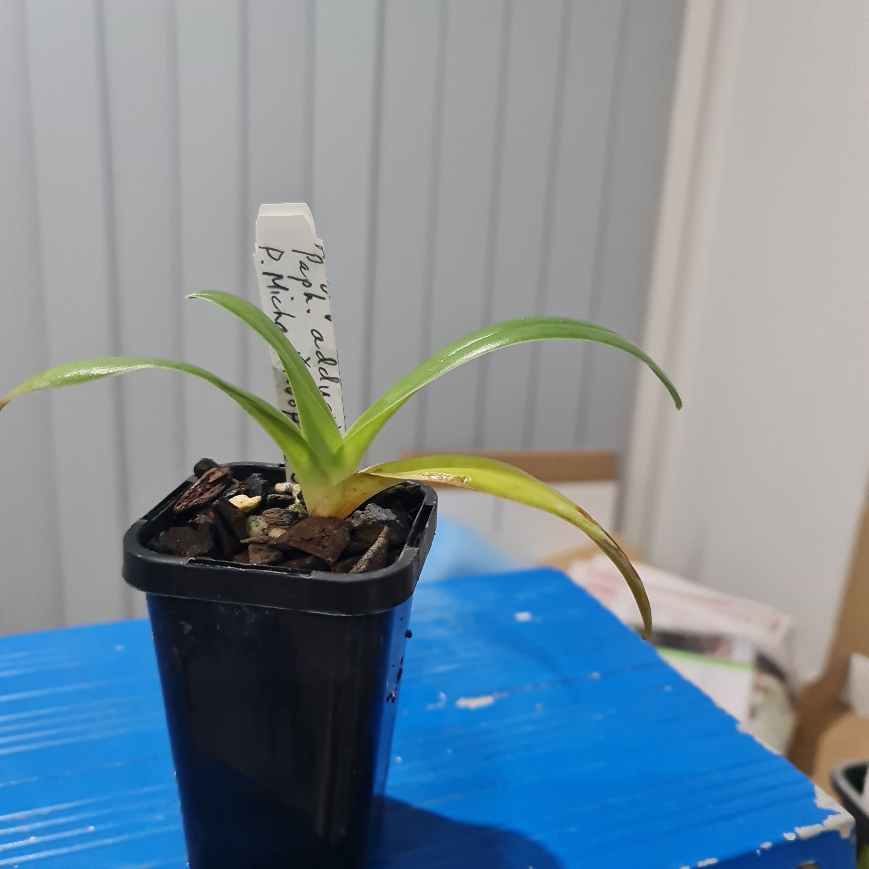 Paph. Spiderman (Michael Koopowitz x adductum) Secondary image