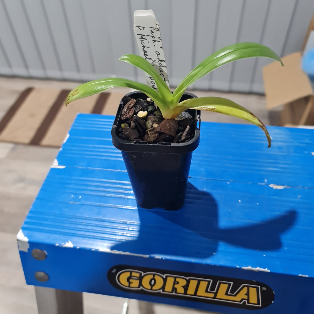 Paph. Spiderman (Michael Koopowitz x adductum)