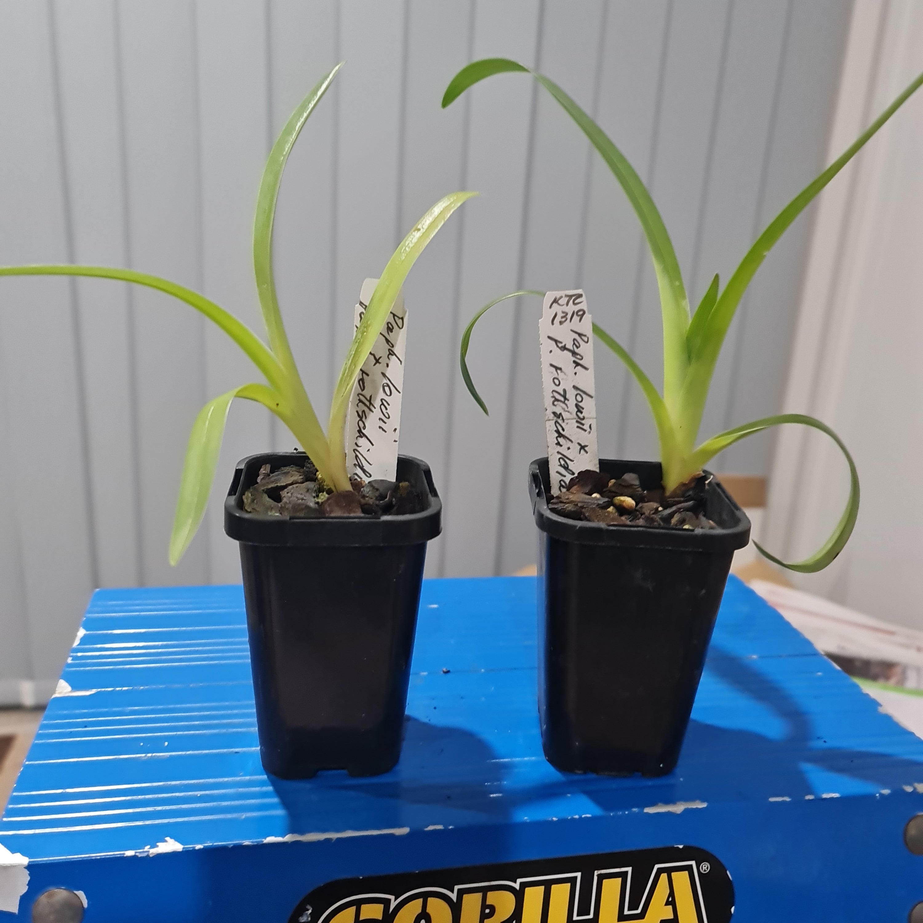 Paph. Julius (lowii x rothschildianum) MULTIFLORAL TYPE Secondary image