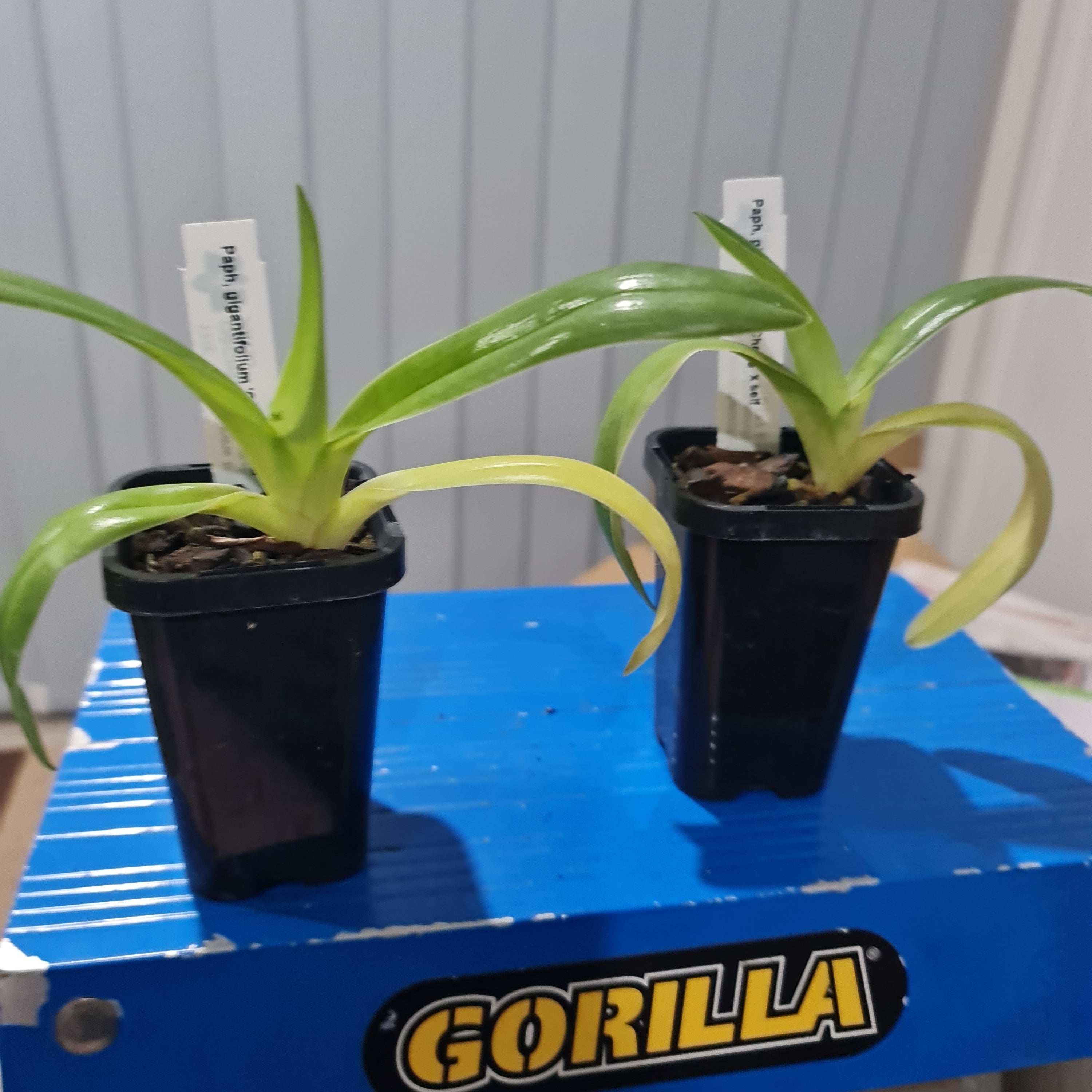 Paph, gigantifolium 'Cheng' x self