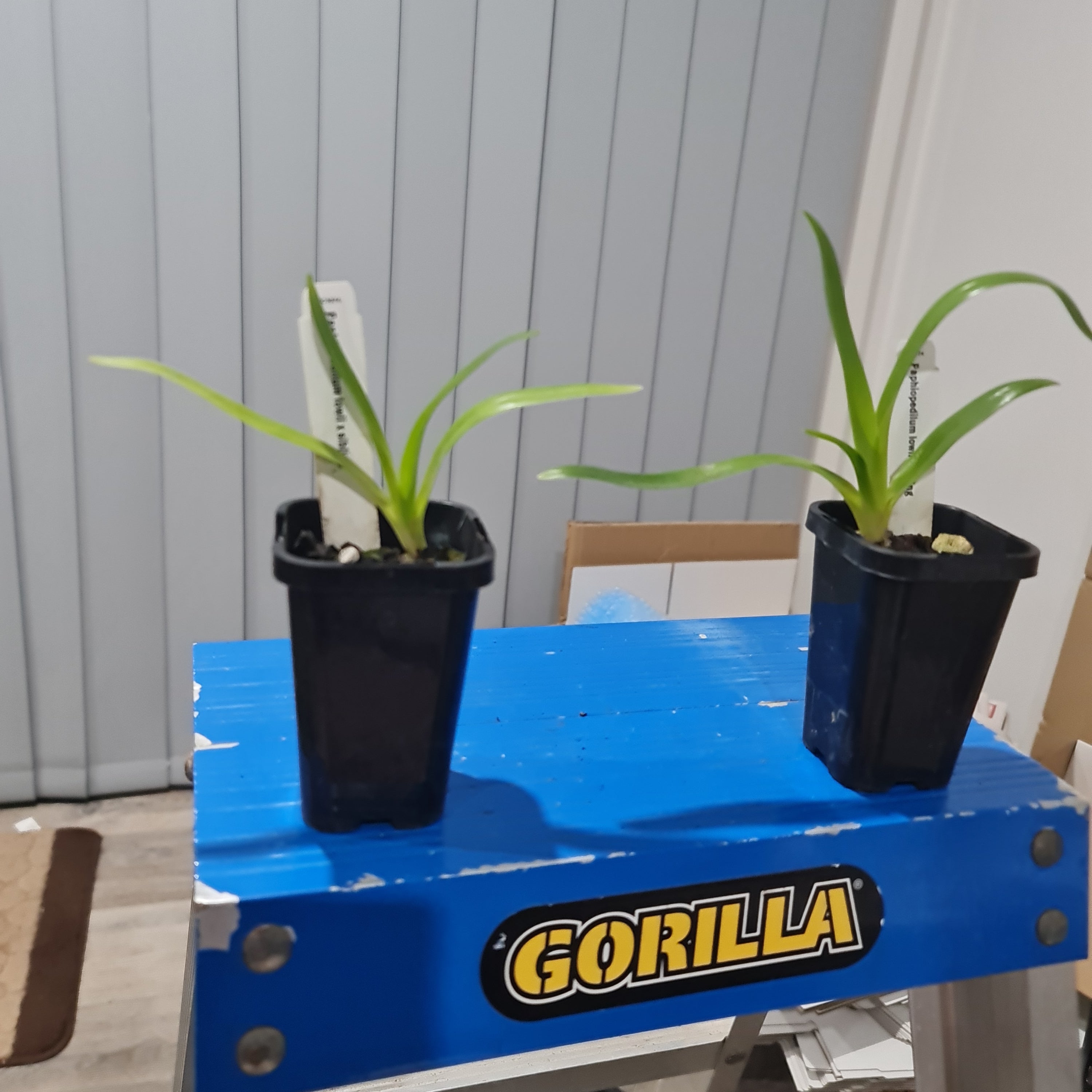 Paphiopedilum lowii x sib (HARD TO FIND SPECIES)