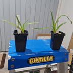 Paphiopedilum lowii x sib (HARD TO FIND SPECIES)