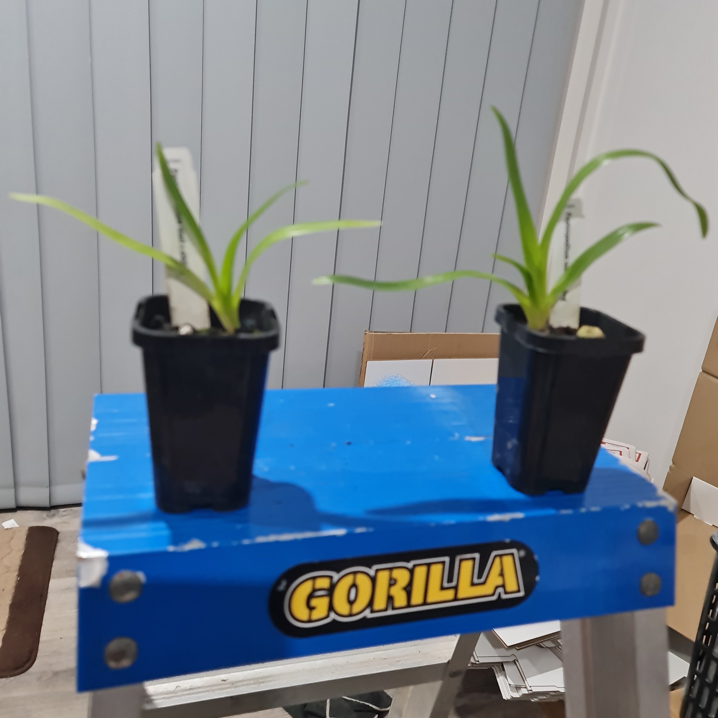 Paphiopedilum lowii x sib (HARD TO FIND SPECIES)