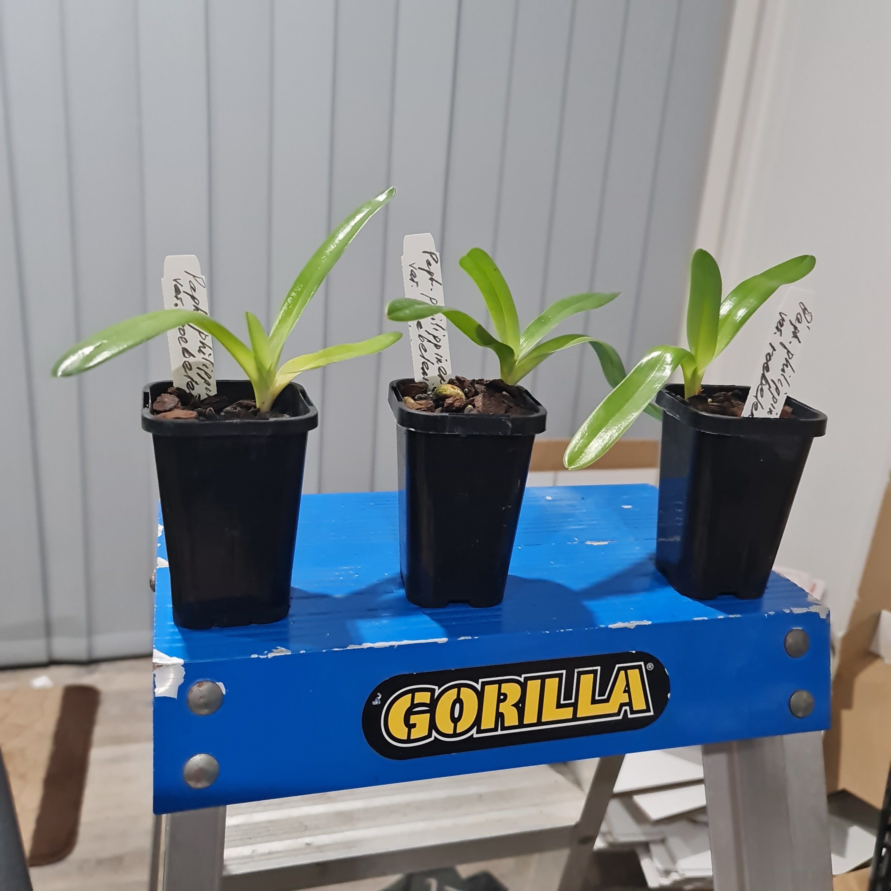 Paphiopedilum philippinense var. roebelenii (RARE HARD TO FIND MULTIFLORAL)