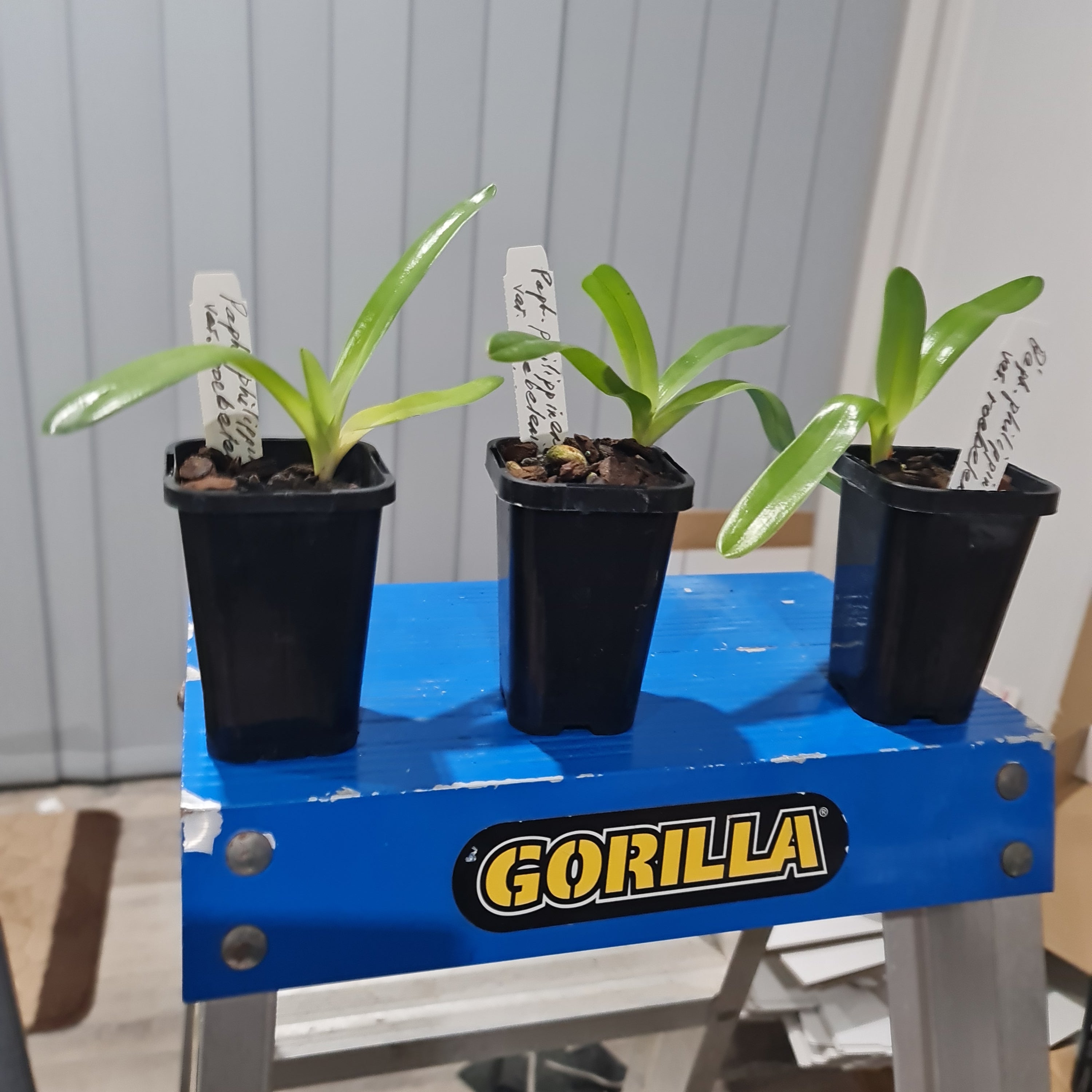 Paphiopedilum philippinense var. roebelenii (RARE HARD TO FIND MULTIFLORAL)