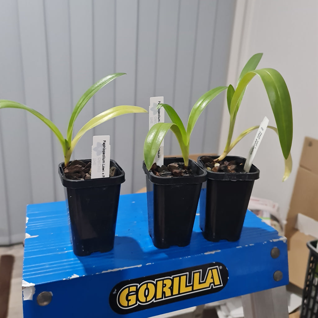 PAPH. MIRJAM BAUCH (GIGANTIFOLIUM X LOWII) MULTIFLORUS TYPE