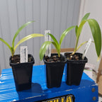 PAPH. MIRJAM BAUCH (GIGANTIFOLIUM X LOWII) MULTIFLORUS TYPE