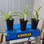 Paphiopedilum Prince Edward of York (Paphiopedilum rothschildianum × Paphiopedilum sanderianum)