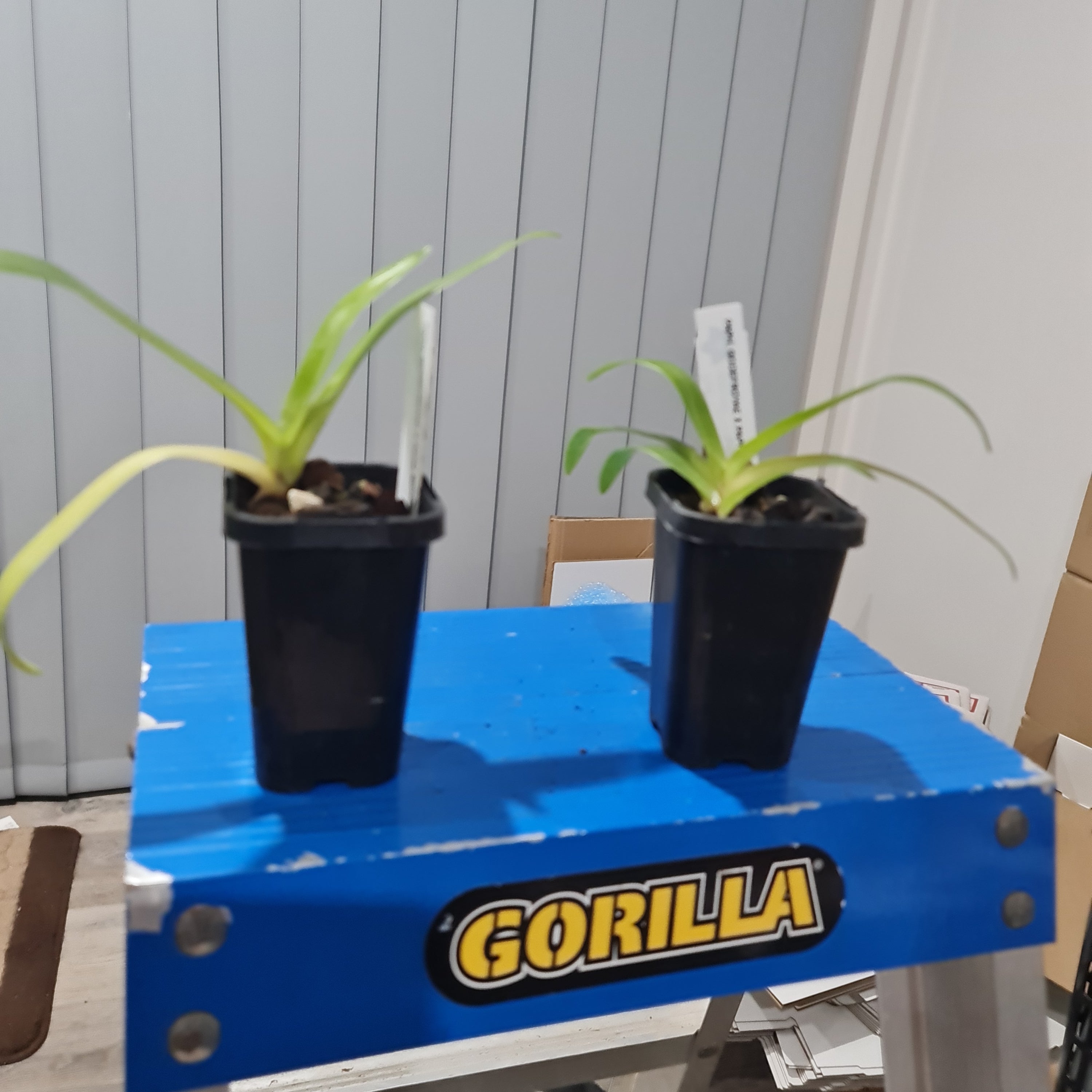 Paph godefroyae x Paph rothschildianum (RARE HARD TO FIND)