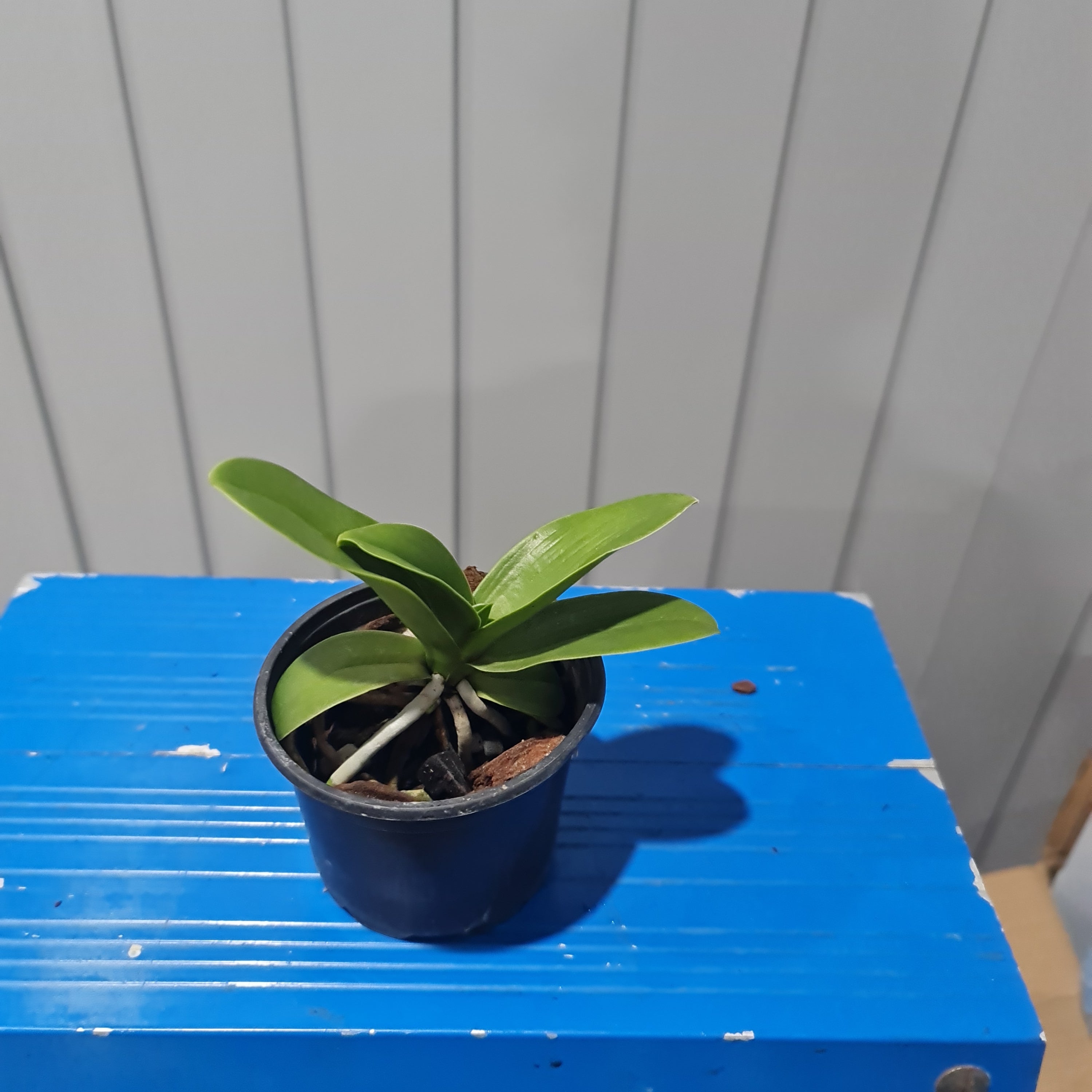 Sedirea japonica 'Daruma' (VERY RARE FRAGRANT SPECIES) Secondary image