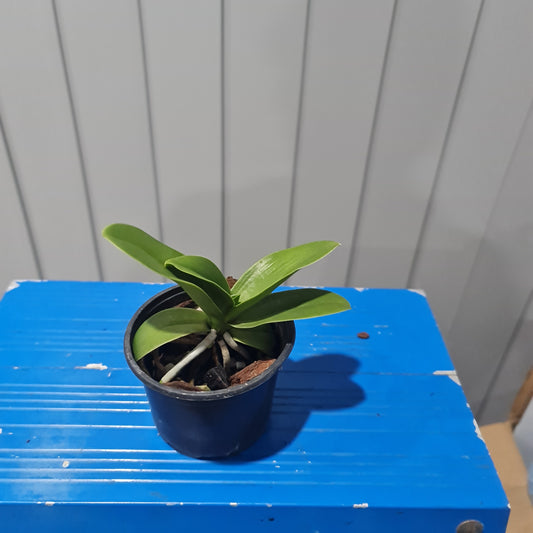 Sedirea japonica 'Daruma' (VERY RARE FRAGRANT SPECIES)