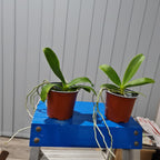 Phalaenopsis marriottiana (Species)