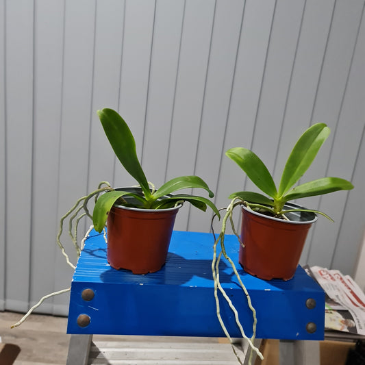 Phalaenopsis marriottiana (Species)