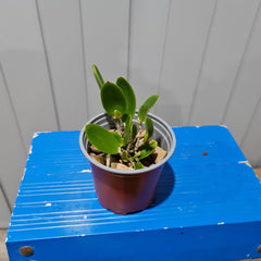 Cattleya aclandiae (RARE HARD TO FIND SPECIES)