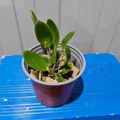 Cattleya aclandiae (RARE HARD TO FIND SPECIES)