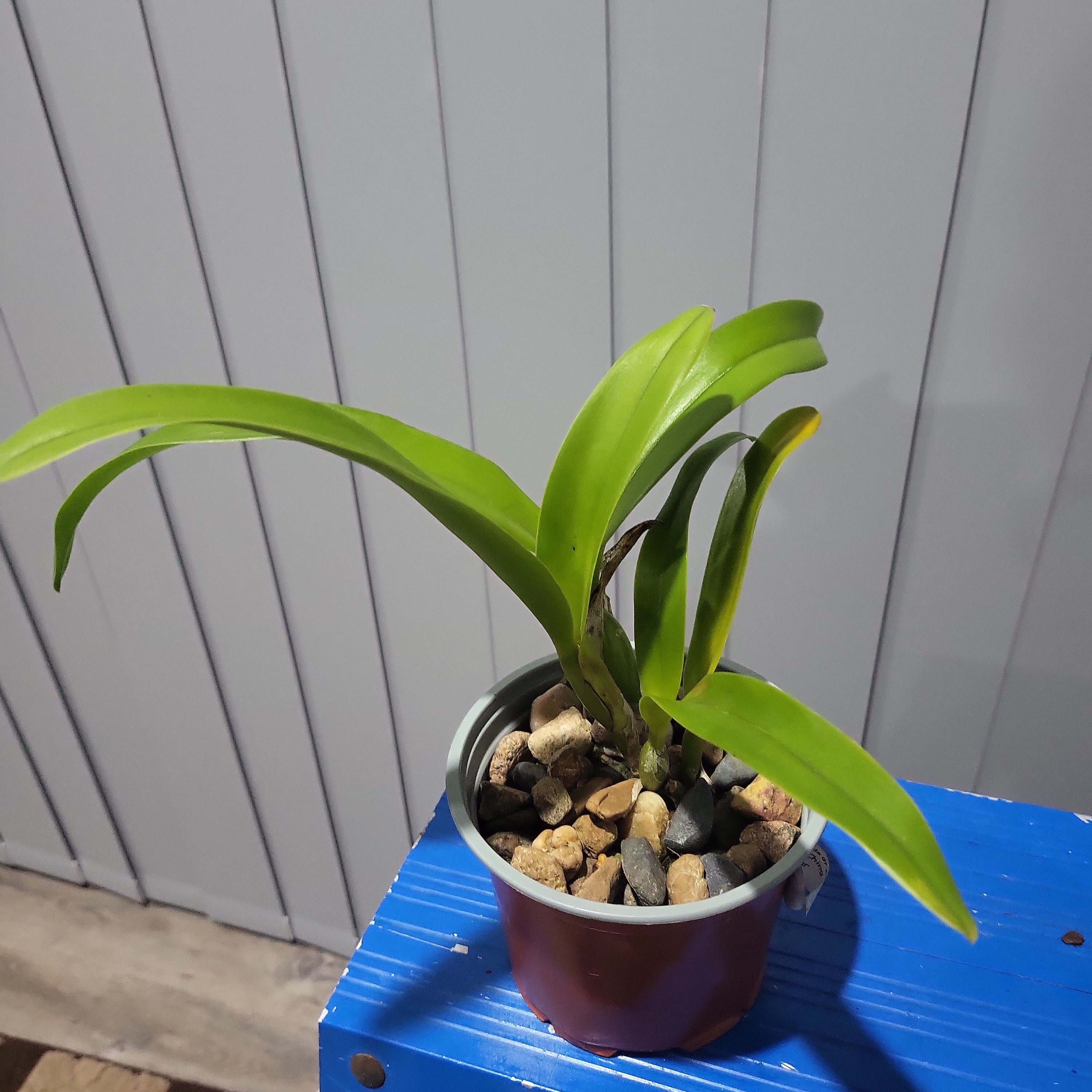 Meloara Ching Sun Bright Star (Fragrant) Secondary image