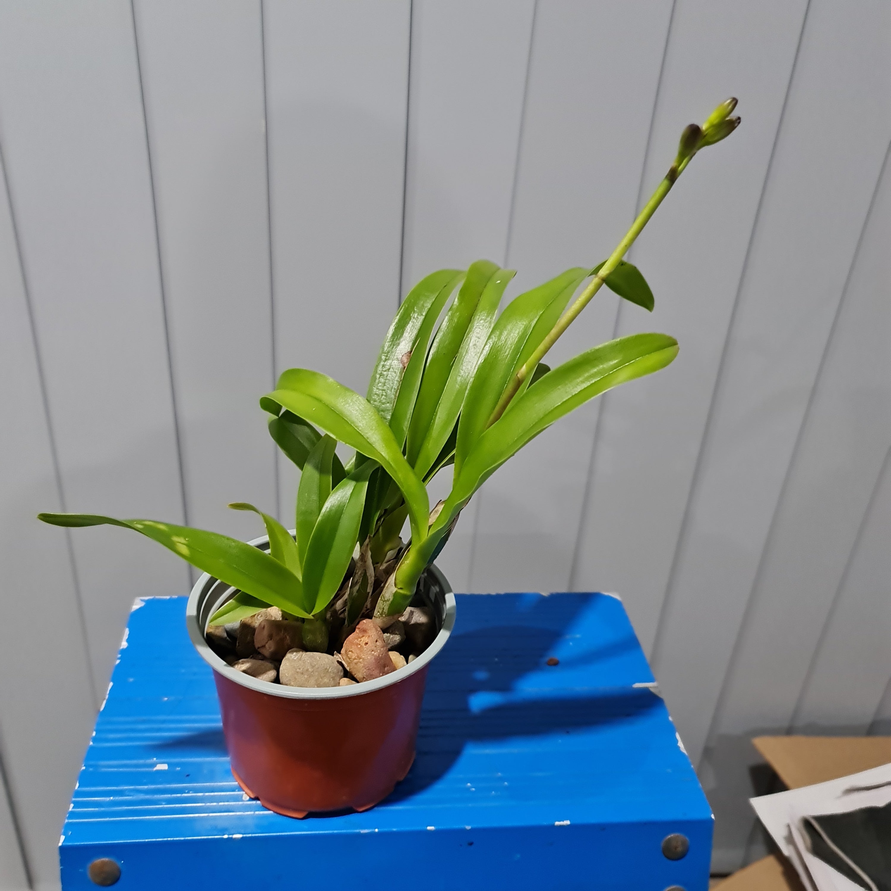 ( Flowering Now) Meloara Ching Sun Bright Star (Fragrant) Secondary image