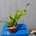 ( Flowering Now) Meloara Ching Sun Bright Star (Fragrant)