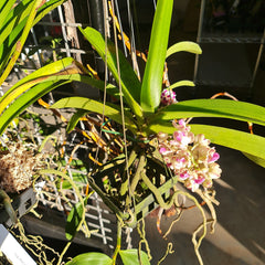 FLOWERING/ IN SPIKE RHYNCHOSTYLIS PLY (FOXTAIL ORCHID)