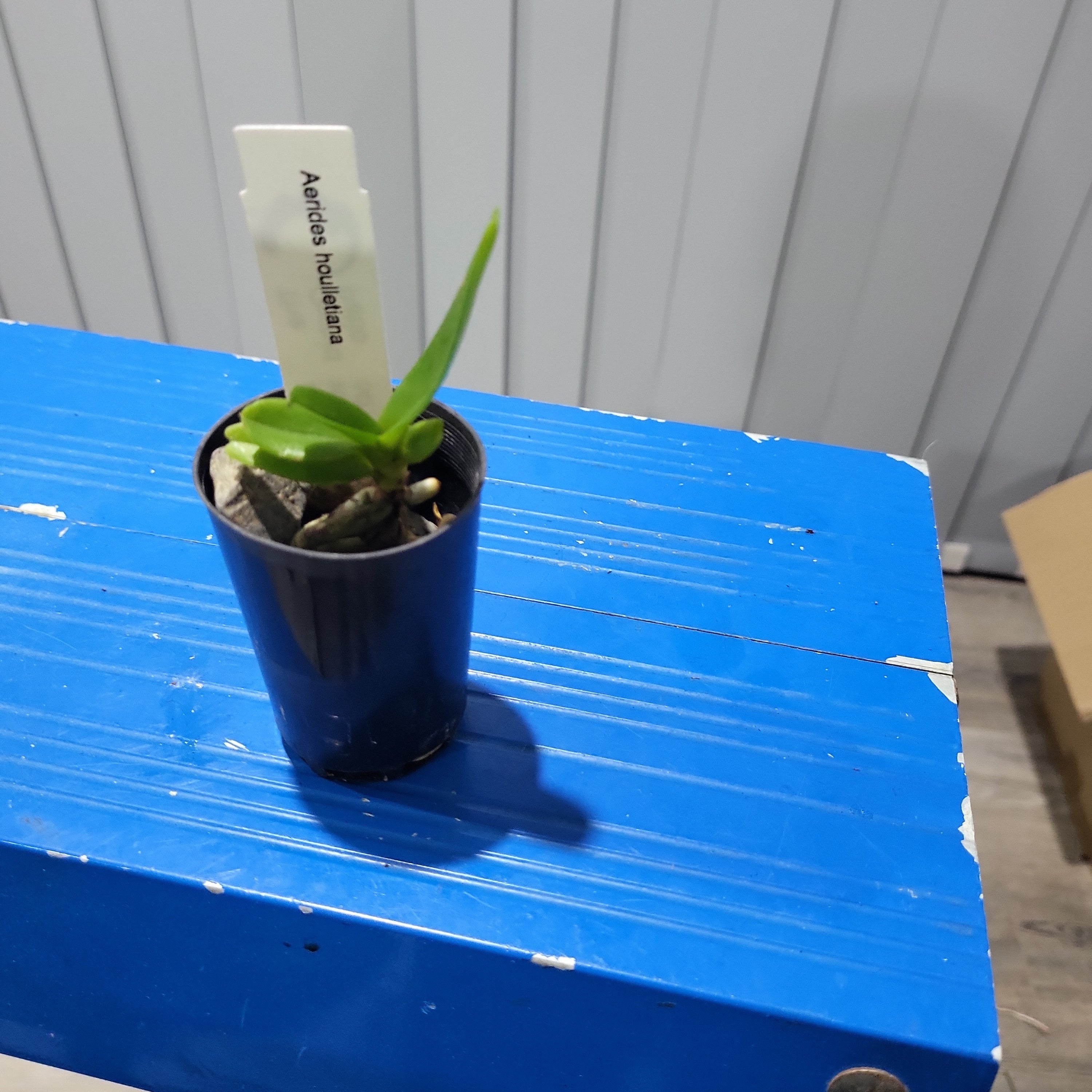 TOP Aerides houlletiana (Fragrant Species)