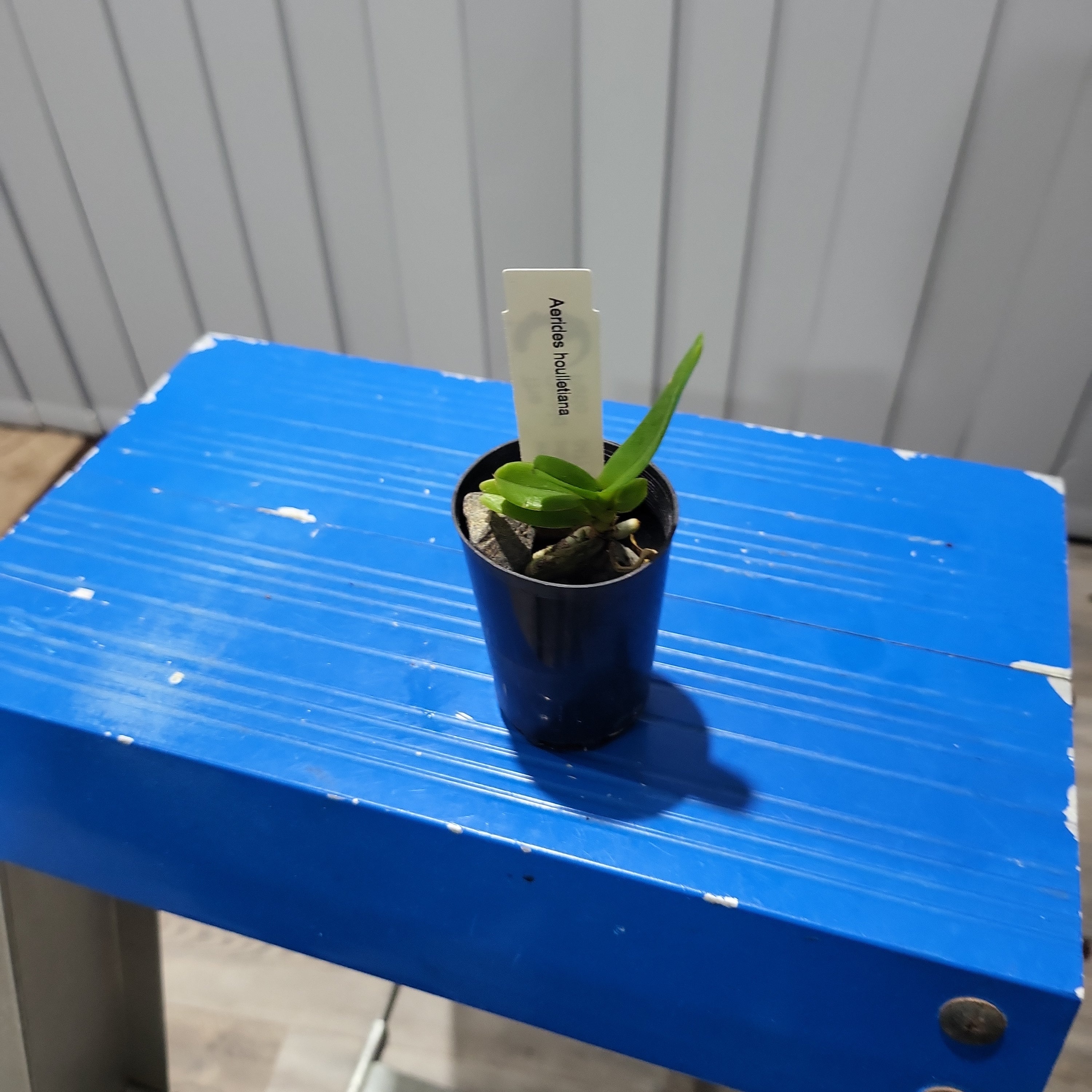 TOP Aerides houlletiana (Fragrant Species)