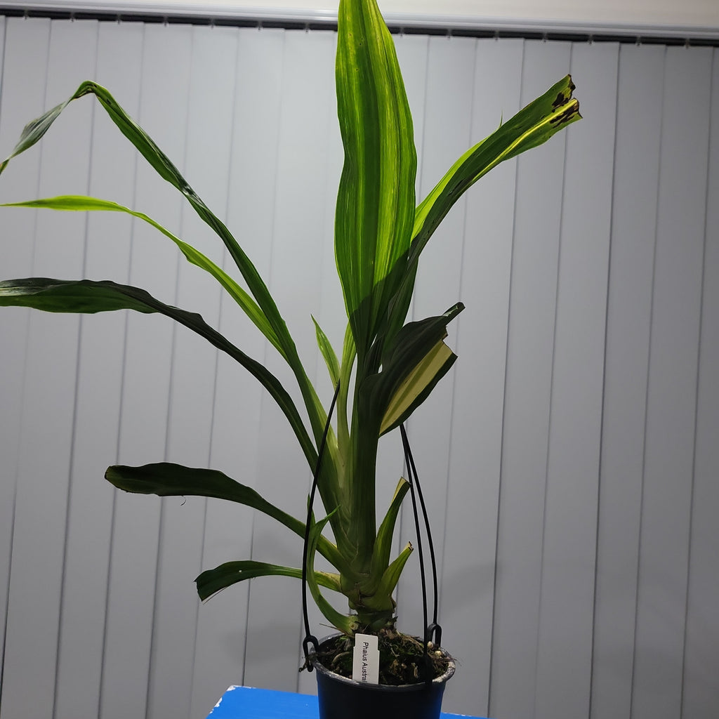 Variegated Phaius Australis Species