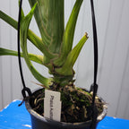 Variegated Phaius Australis Species