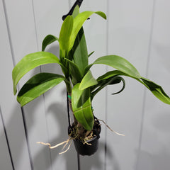 Dendrobium OT286 (Flowering Size Hybrid)