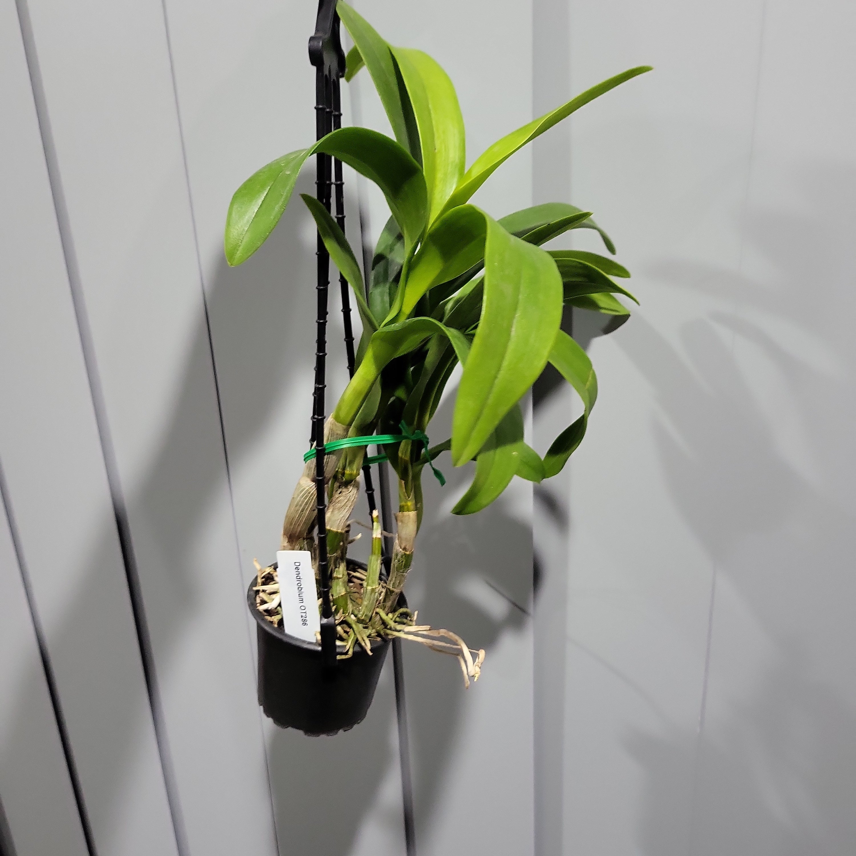 Dendrobium OT286 (Flowering Size Hybrid)