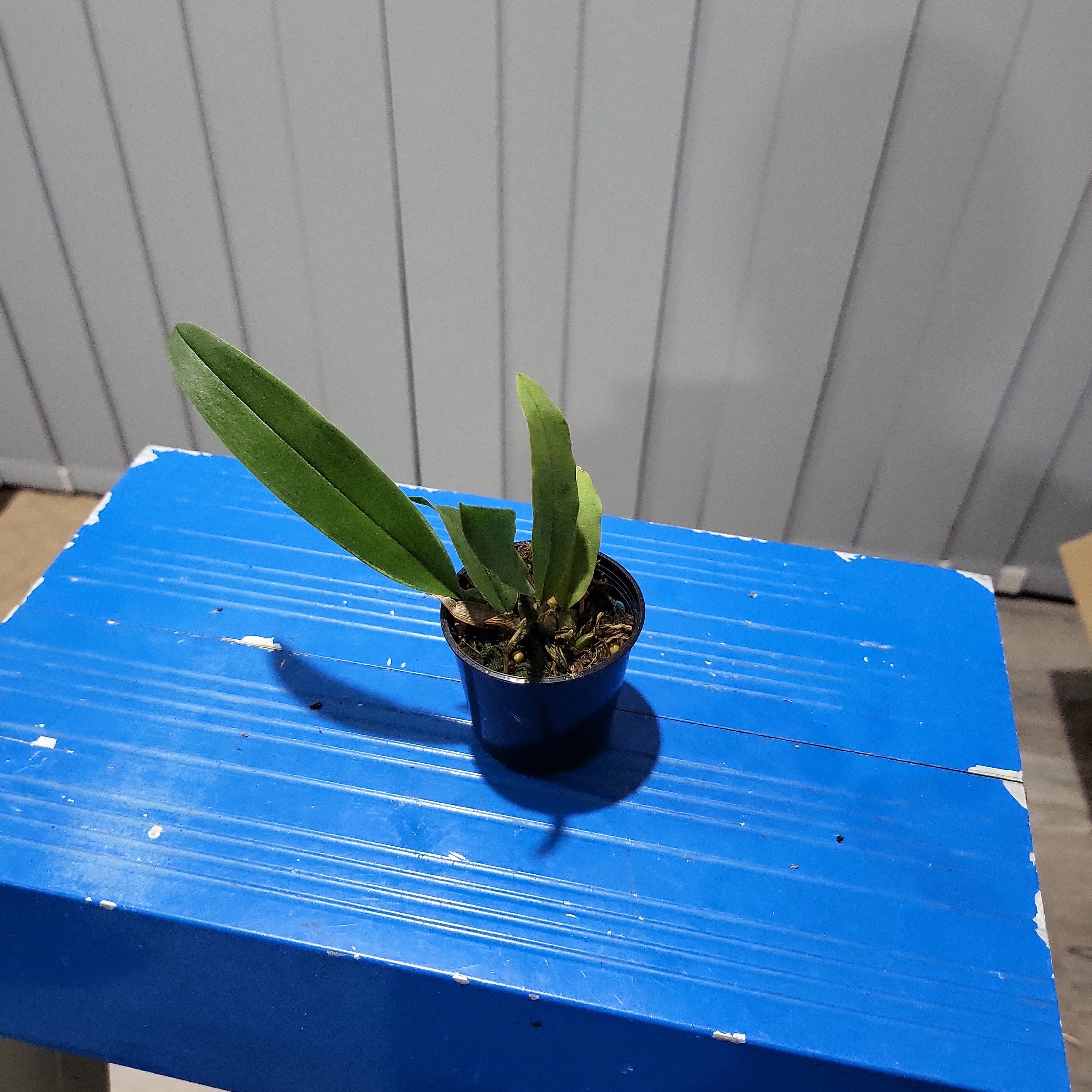 Psychopsis papilio (Butterfly Orchid RARE)