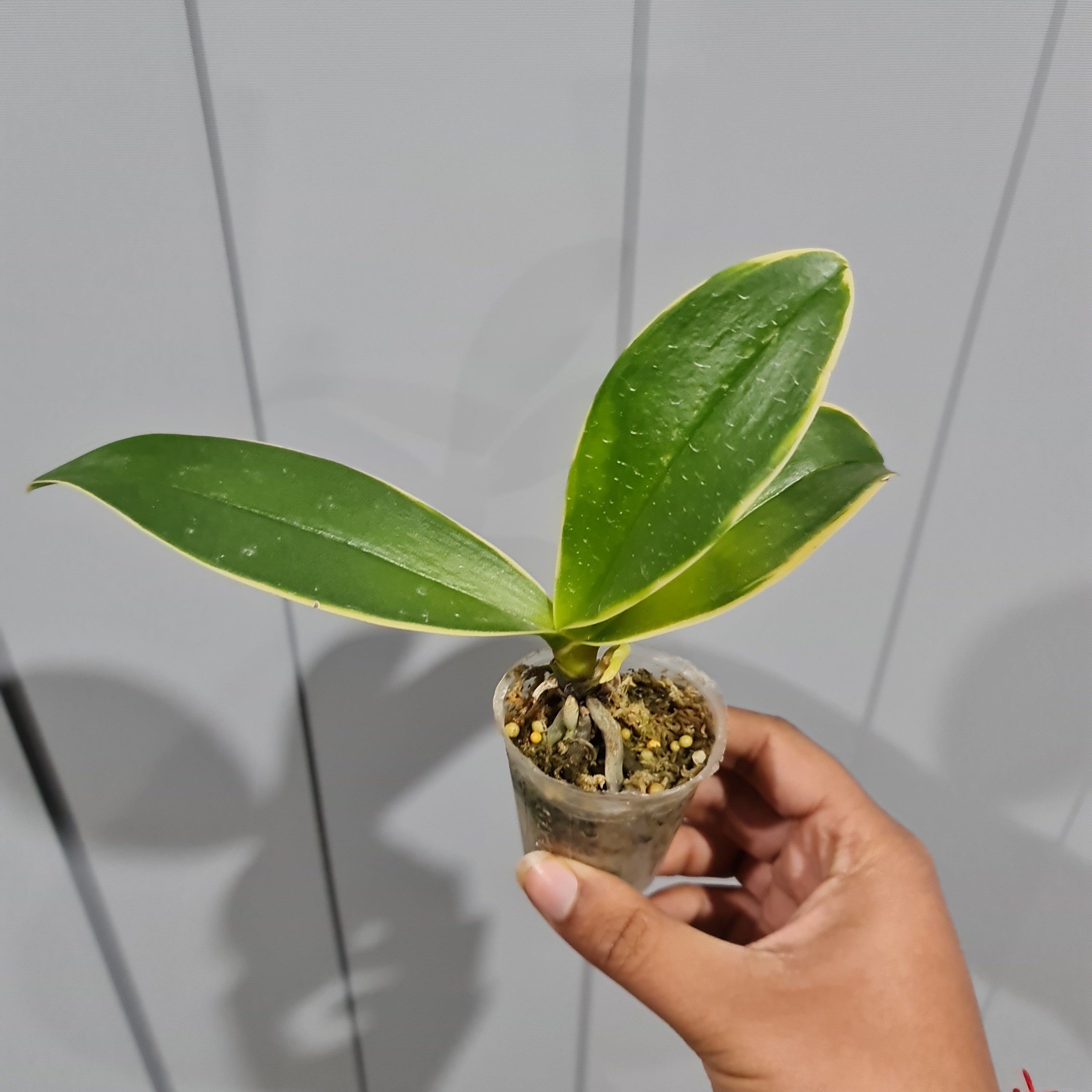 (IN SPIKE NOW) Phalaenopsis Sogo Yenlin Coffee (Variegated) Secondary image