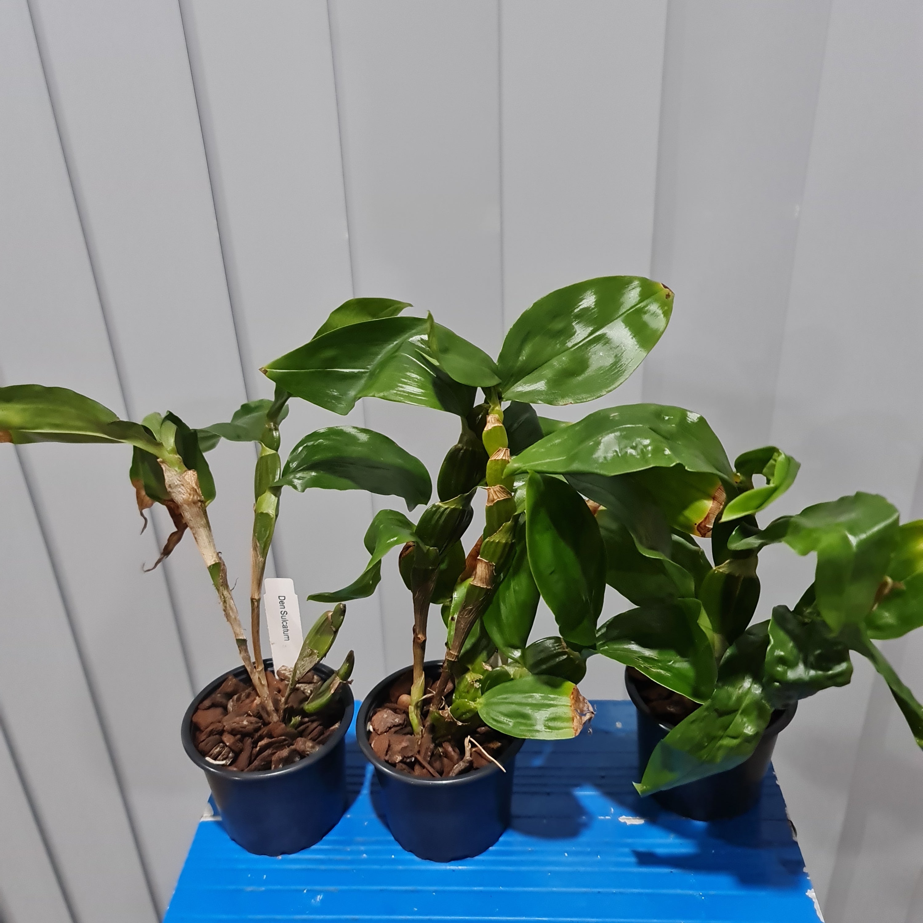 Dendrobium Sulcatum (HARD TO FIND SPECIES) Secondary image