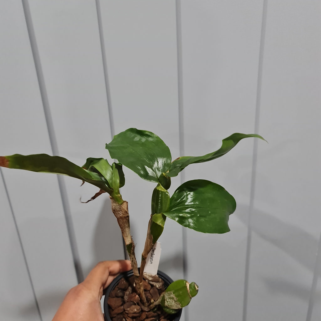 Dendrobium Sulcatum (HARD TO FIND SPECIES)